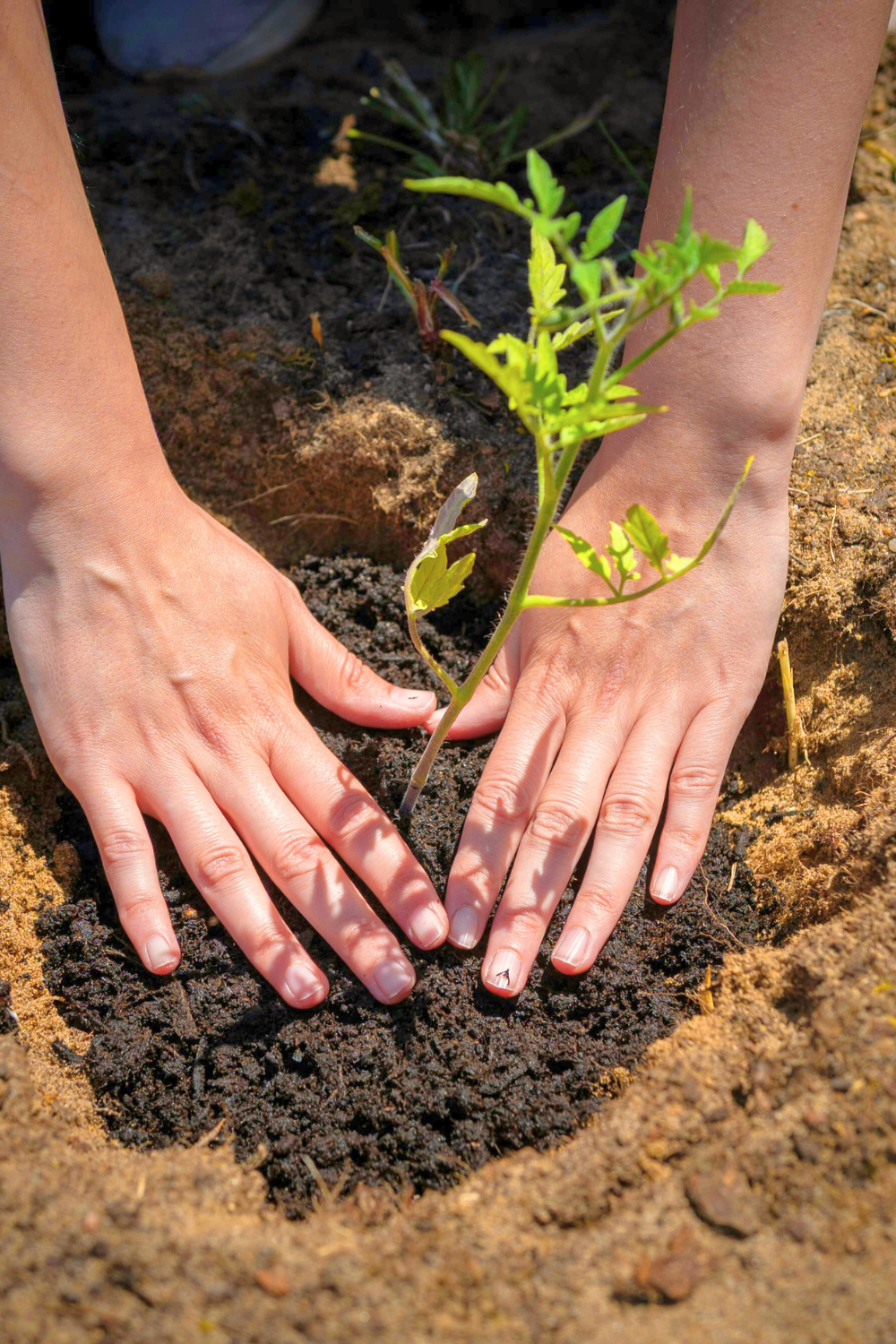 The best composter at home